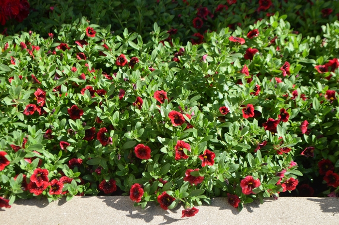 Superbells® Pomegranate Punch - Calibrachoa hybrid