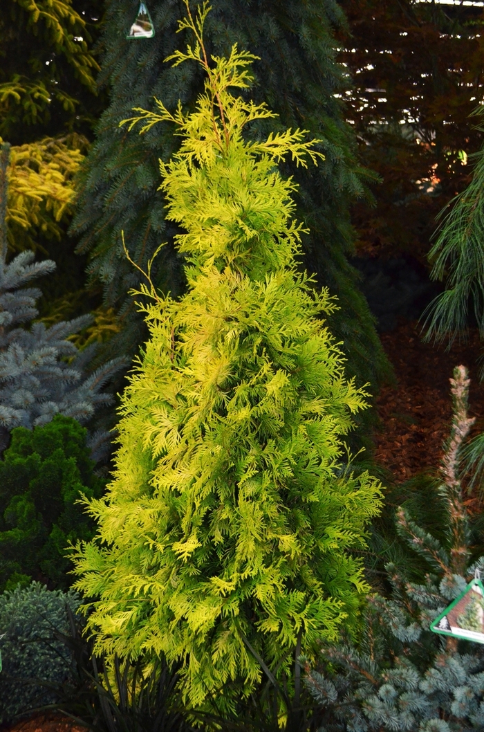 Yellow Ribbon Arborvitae - Thuja occidentalis 'Yellow Ribbon'