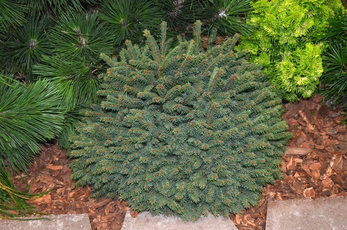 'Elegans' Dwarf Norway Spruce - Picea abies 'Elegans' 'Elegans' Dwarf Norway Spruce - Picea abies 'Elegans'