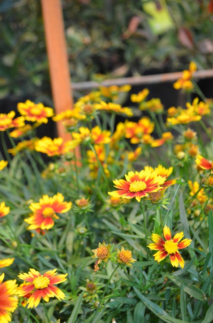 Tickseed - Coreopsis Li'l Bang™ 'Daybreak' 