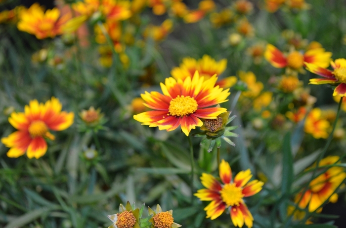 Tickseed - Coreopsis 'Li'l Bang™ 'Daybreak'' Tickseed - Coreopsis 'Li'l Bang™ 'Daybreak''