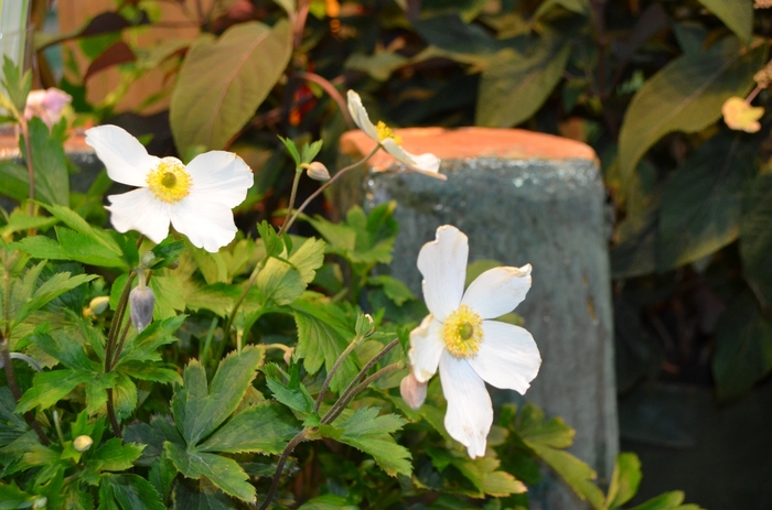 Windflower - Anemone x 'Wild Swan' Windflower - Anemone x 'Wild Swan'