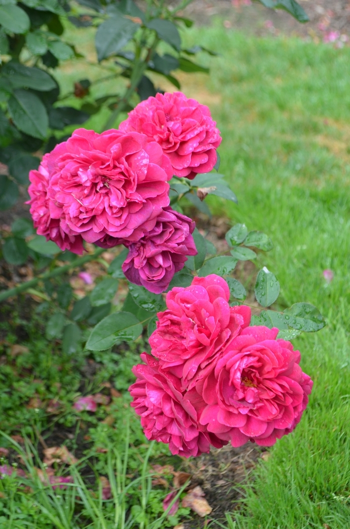 Darcey Bussell Rose - Rosa 'Darcey Bussell' Darcey Bussell Rose - Rosa 'Darcey Bussell'