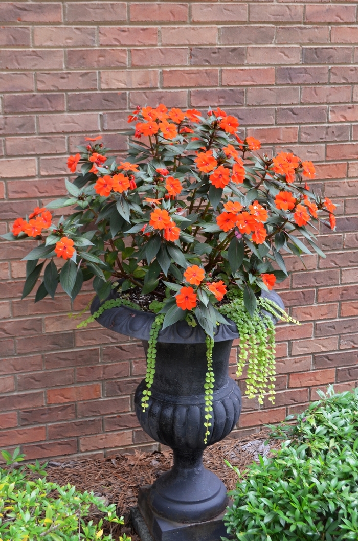 Impatiens - Impatiens 'SunPatiens® Electric Orange' Impatiens - Impatiens 'SunPatiens® Electric Orange'
