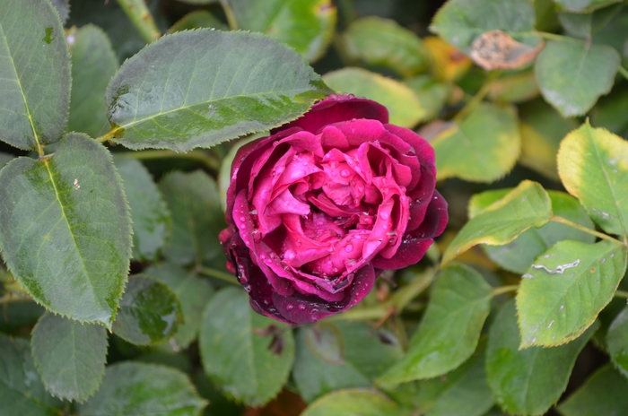 'Munstead Wood' Rose - Rosa 'Ausbernard' 'Munstead Wood' Rose - Rosa 'Ausbernard'
