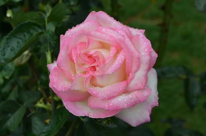 Princess de Monaco - Hybrid Tea Rose