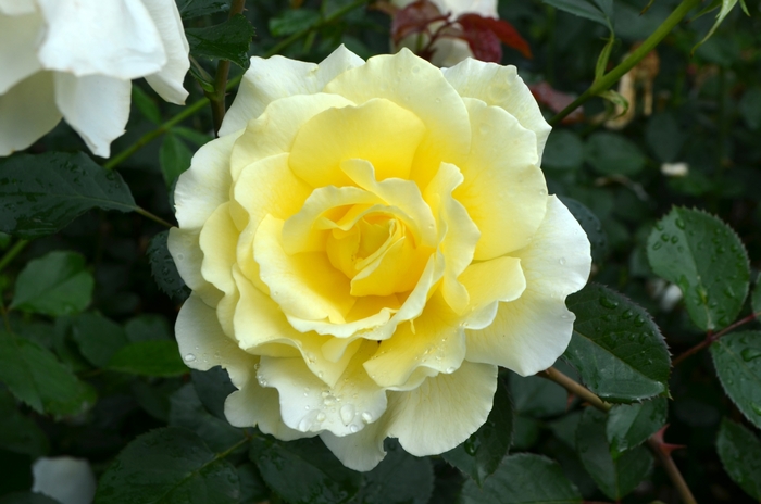 White Licorice™ Rose - Rosa WEKdidusinra