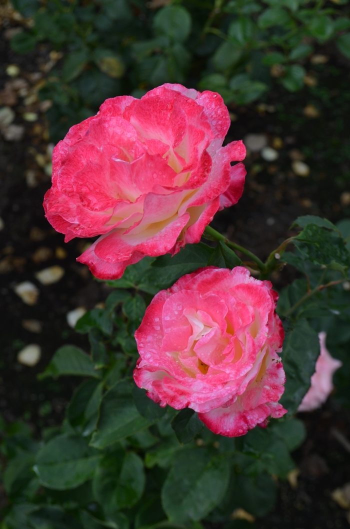 Double Delight Rose - Rosa 'ANDeli' Double Delight Rose - Rosa 'ANDeli'