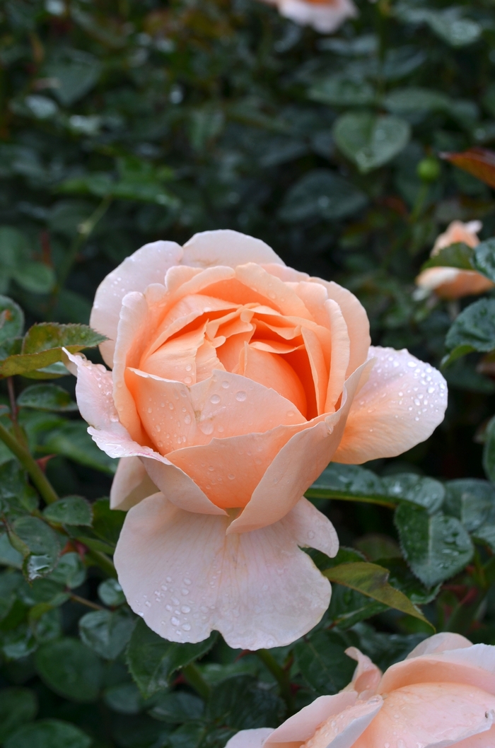 Abbaye de Cluny™ - Rosa hybrid 'Meibrinpay'