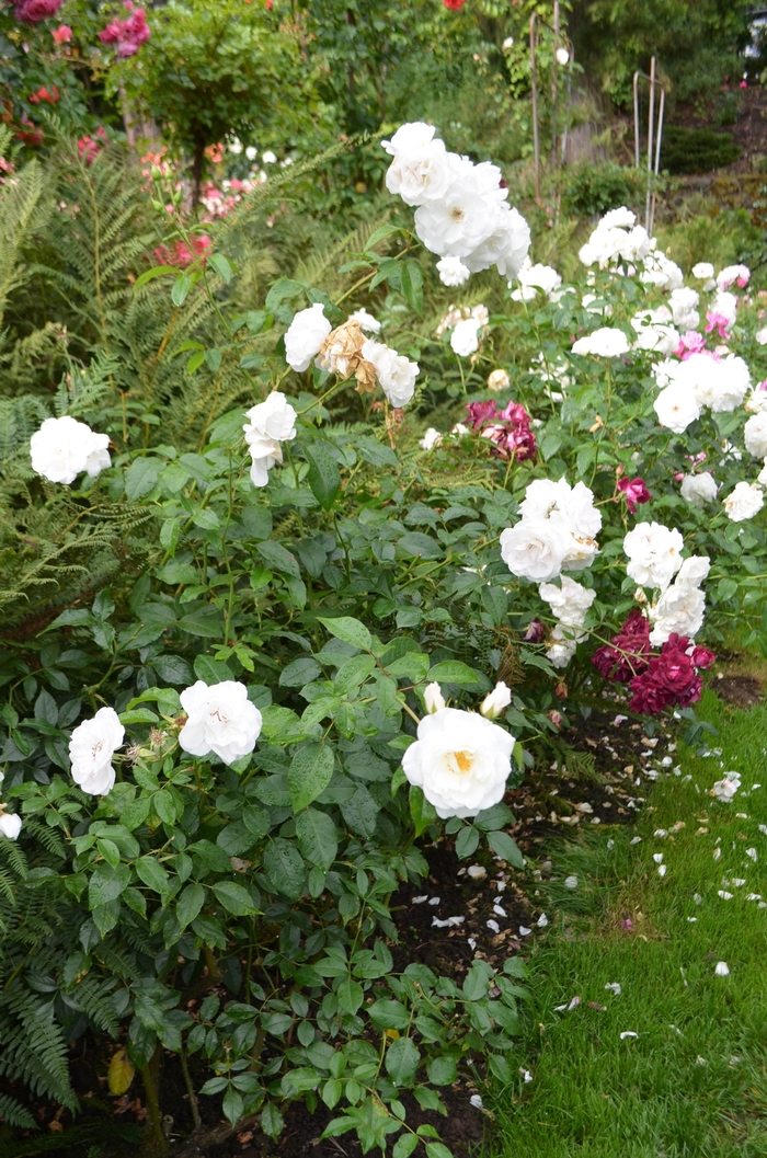Iceberg Rose - Rosa 'Iceberg' Iceberg Rose - Rosa 'Iceberg'