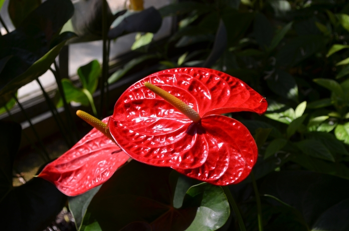 'Dakota' - Anthurium andraeanum 'Dakota' - Anthurium andraeanum