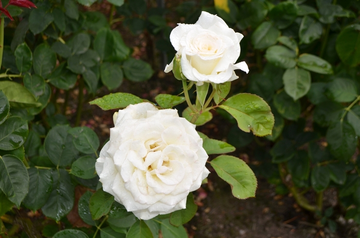 Rosa 'Witharoma' PP21373 | Secrets Out!™ Rose | Ebert's Greenhouse