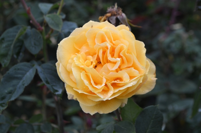 Ch-Ching Rose - Rosa grandiflora 'Ch-Ching'