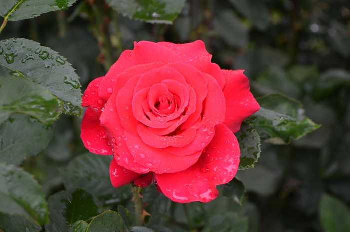 Let Freedom Ring Rose - Rosa 'Let Freedom Ring' Let Freedom Ring Rose - Rosa 'Let Freedom Ring'