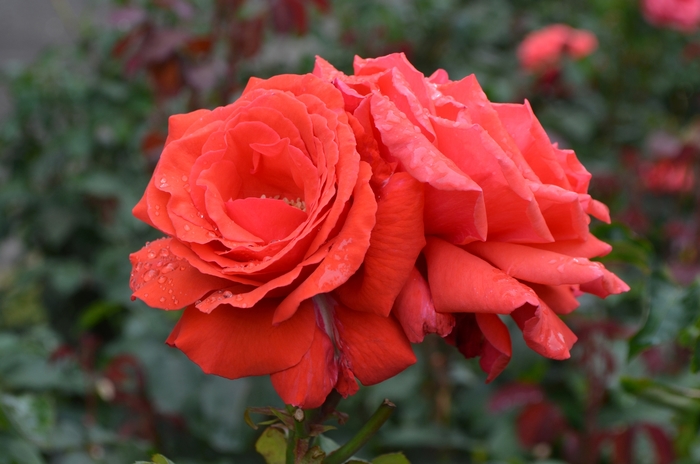 Fragrant Cloud Rose - Rosa 'Fragrant Cloud'