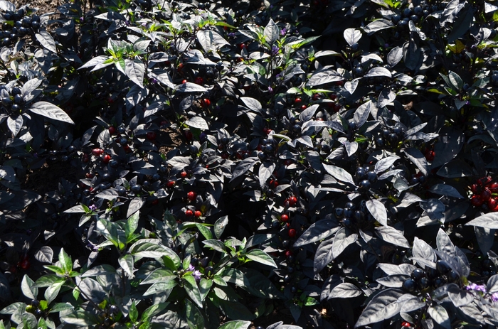 Black Pearl Pepper - Capsicum annuum 'Black Pearl' (Pepper)