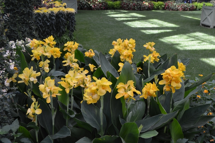 Canna - Canna 'Tropical Yellow' Canna - Canna 'Tropical Yellow'