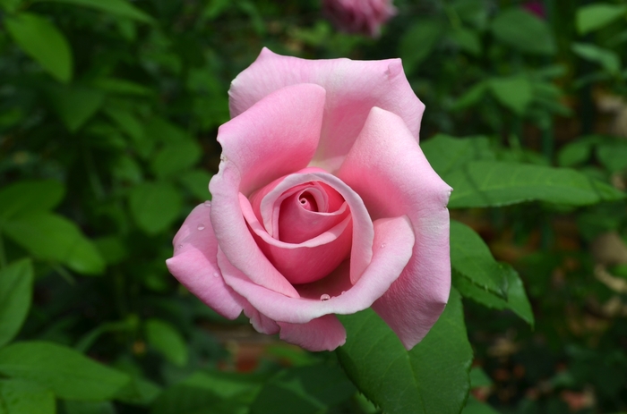 Memorial Day™ Rose - Rosa 'WEKblunez'