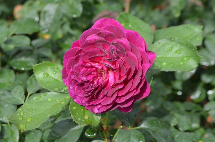 Ebb Tide™ Rose - Rosa 'WEKsmoqur'