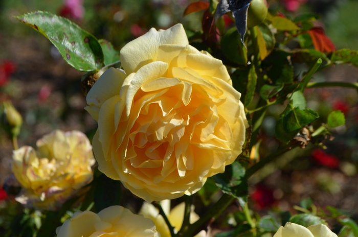 Julia Child™ Rose - Rosa 'WEKvossutono'