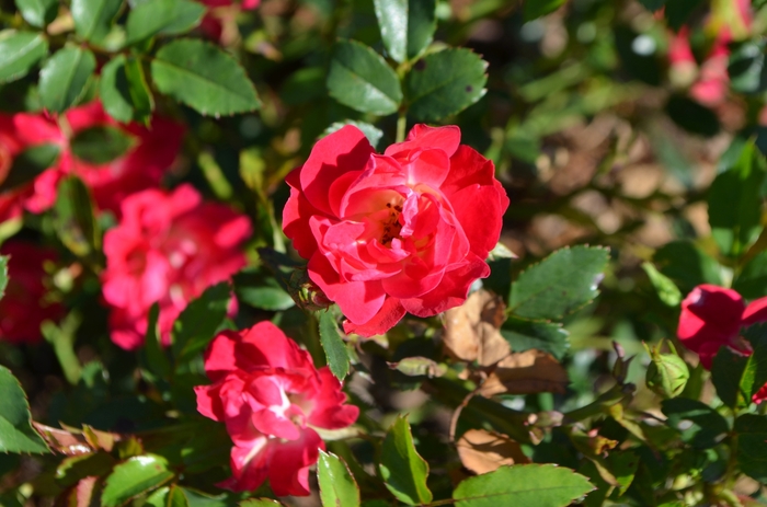 Red Drift® Rose - Rosa 'Meigalpio' PP17877