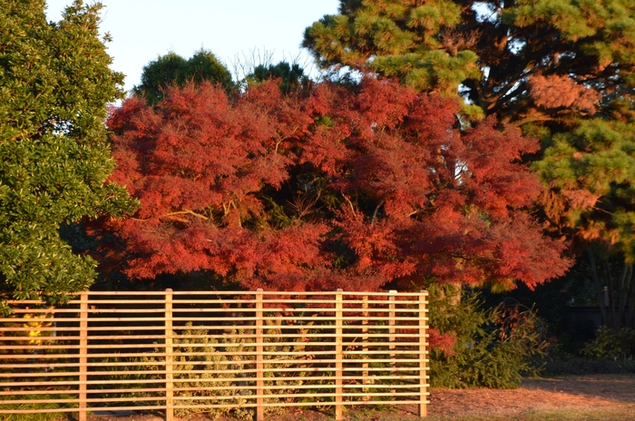 Green Dragon Japanese Maple - Acer palmatum var. dissectum 'Seiryu'