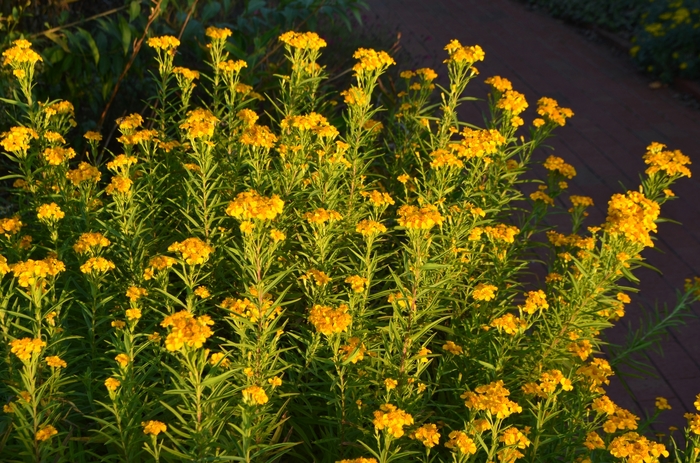 Rootbeer Plant, Sweet-Scented Marigold - Tagetes lucida