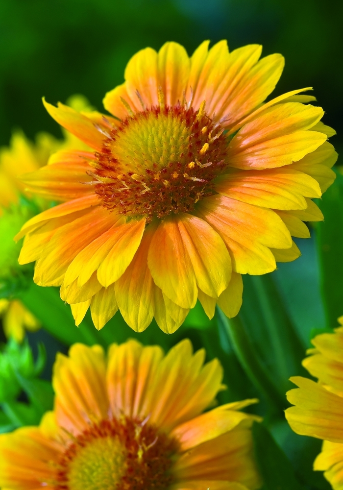 Blanket Flower - Gaillardia x 'Arizona Apricot' Blanket Flower - Gaillardia x 'Arizona Apricot'