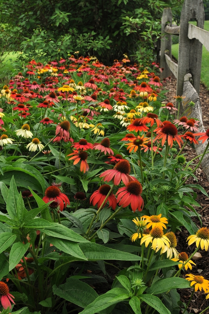 Coneflower - Echinacea hybrida 'Cheyenne Spirit' Coneflower - Echinacea hybrida 'Cheyenne Spirit'