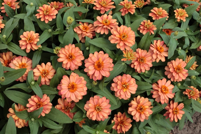 Zinnia - Zinnia hybrid 'Profusion Double Deep Salmon' Zinnia - Zinnia hybrid 'Profusion Double Deep Salmon'