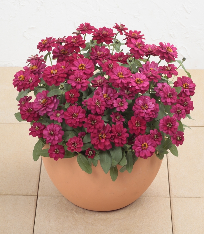 Zinnia - Zinnia hybrida 'Profusion Double Hot Cherry' Zinnia - Zinnia hybrida 'Profusion Double Hot Cherry'