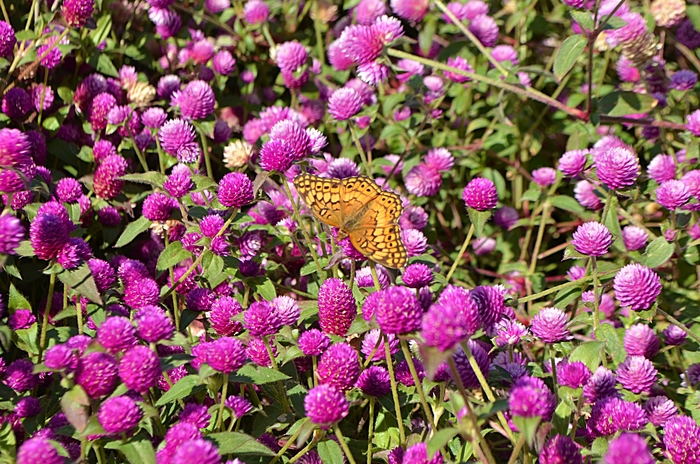 Gomphrena - Gomphrena 'Pinball Purple' Gomphrena - Gomphrena 'Pinball Purple'