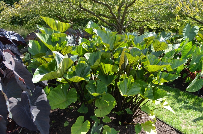 Colocasia (Elephant Ear) - Colocasia esculenta 'Coffee Cups'