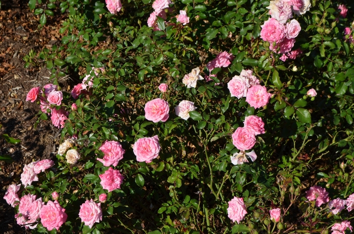 Sweet Drift® Rose - Rosa 'Meiswetdom' Sweet Drift® Rose - Rosa 'Meiswetdom'