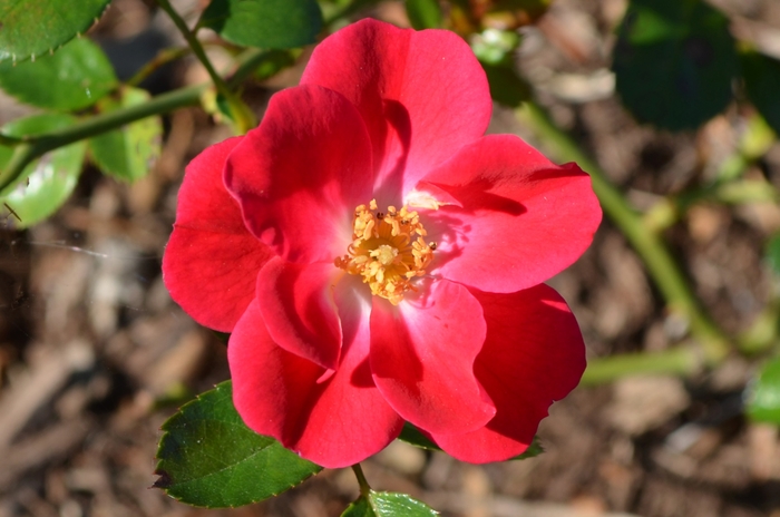 Crimson Meidiland Rose - Rosa 'Crimson Meidiland'