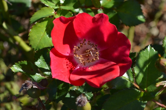 Carefree Spirit™ Rose - Rosa 'Meizmea' Carefree Spirit™ Rose - Rosa 'Meizmea'