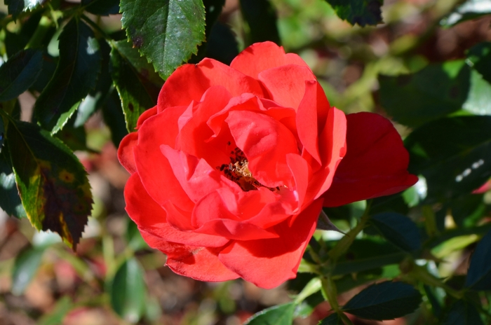 Flower Carpet® Scarlet Rose - Rosa x 'NOA83100B' Flower Carpet® Scarlet Rose - Rosa x 'NOA83100B'