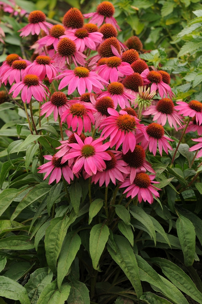 Coneflower - Echinacea purpurea 'PowWow Wild Berry'