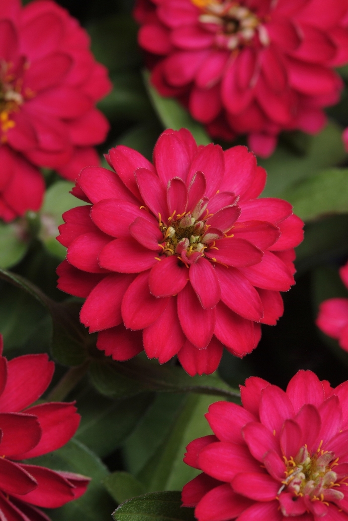 Zinnia - Zinnia marylandica Double Zahara™ Cherry