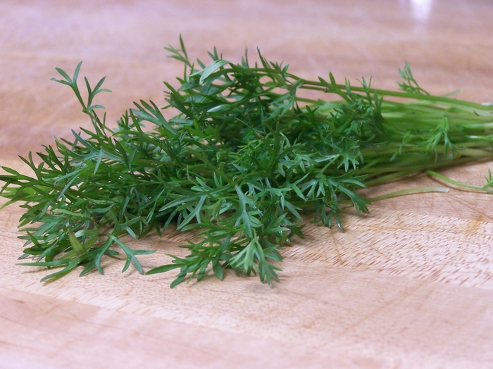 Cilantro - Coriandrum sativum 'Delfino' Cilantro - Coriandrum sativum 'Delfino'