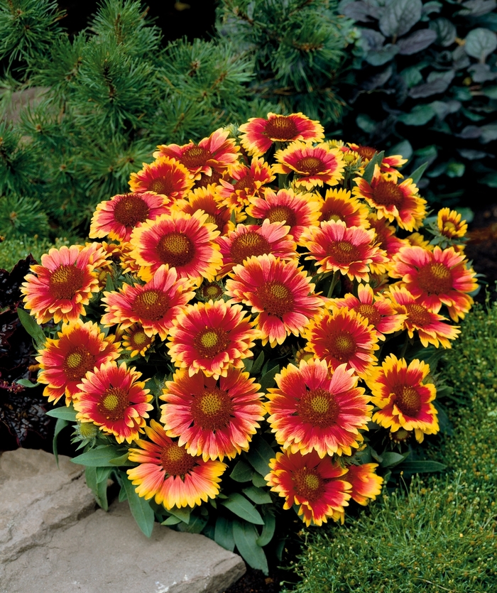 Blanket Flower - Gaillardia x 'Arizona Sun'