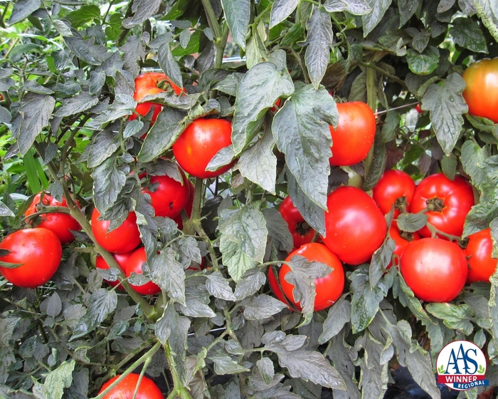 Tomato - Lycopersicon esculentum 'Mountain Merit' Tomato - Lycopersicon esculentum 'Mountain Merit'
