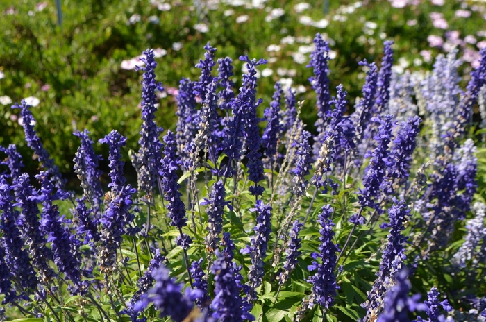 Salvia - Salvia farinacea 'Cathedral™ Deep Blue' Salvia - Salvia farinacea 'Cathedral™ Deep Blue'