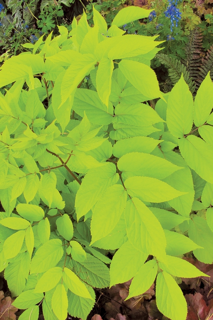 Golden Japanese Spikenard - Aralia cordata 'Sun King'