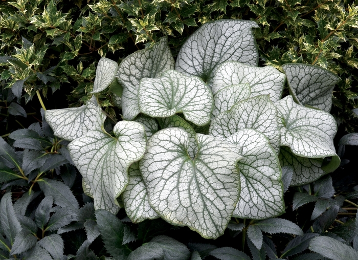 Brunnera - Brunnera macrophylla 'Alexander's Great' Brunnera - Brunnera macrophylla 'Alexander's Great'