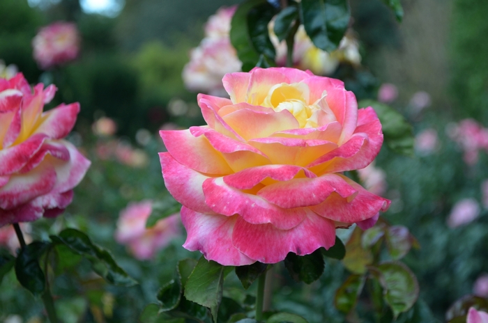 Love and Peace® - Rosa 'Baipeace' PP14731