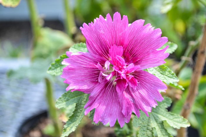 Hollyhock - Alcea rosea 'Queeny Purple'