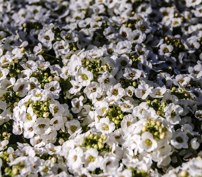 Alyssum - Lobularia maritima 'Snow Crystals' Alyssum - Lobularia maritima 'Snow Crystals'