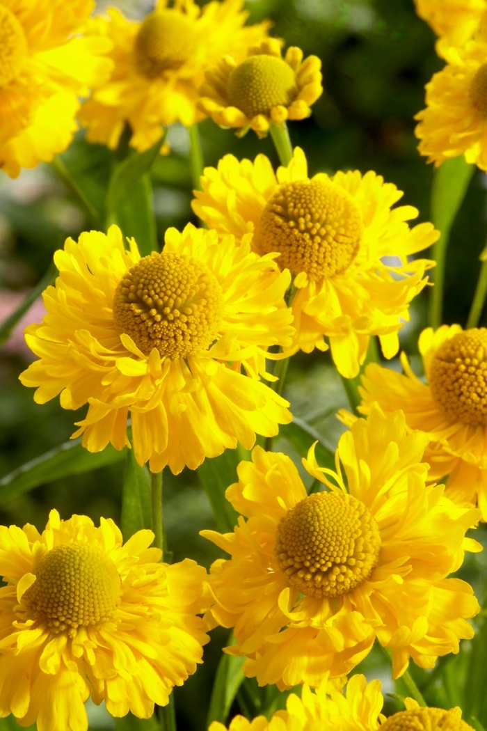 Sneezeweed - Helenium 'Double Trouble' 