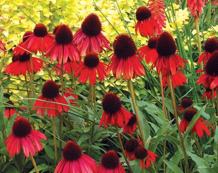 Coneflower - Echinacea 'Firebird' Coneflower - Echinacea 'Firebird'